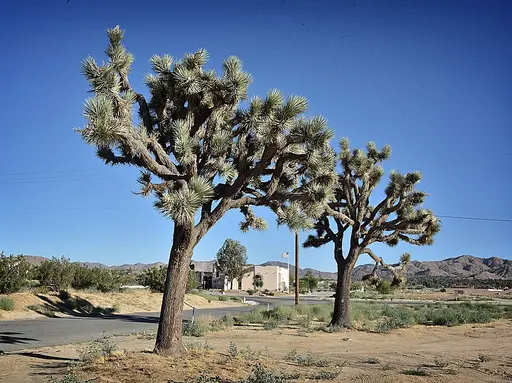 Yucca Valley, CA